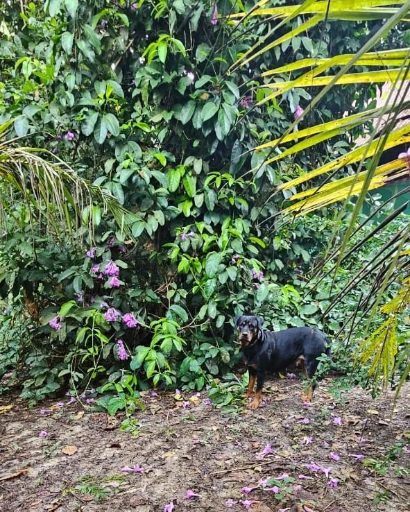 Plants, at Ampiri.
