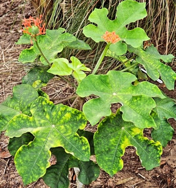 Plant on ground, at Ampiri.