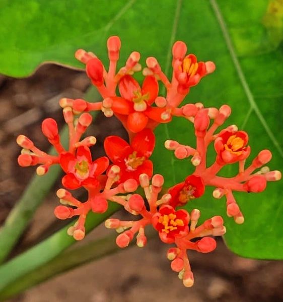 Red flower cluster, at Ampiri.