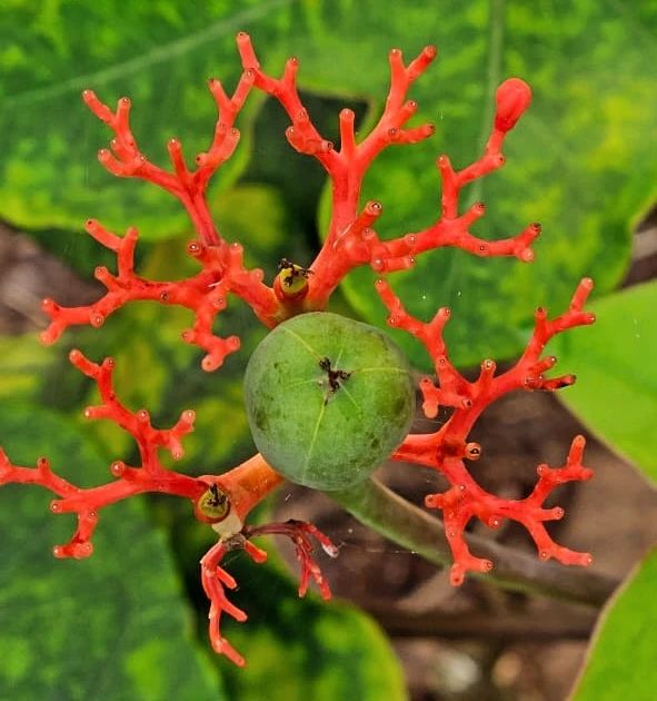 Red flower cluster, at Ampiri.