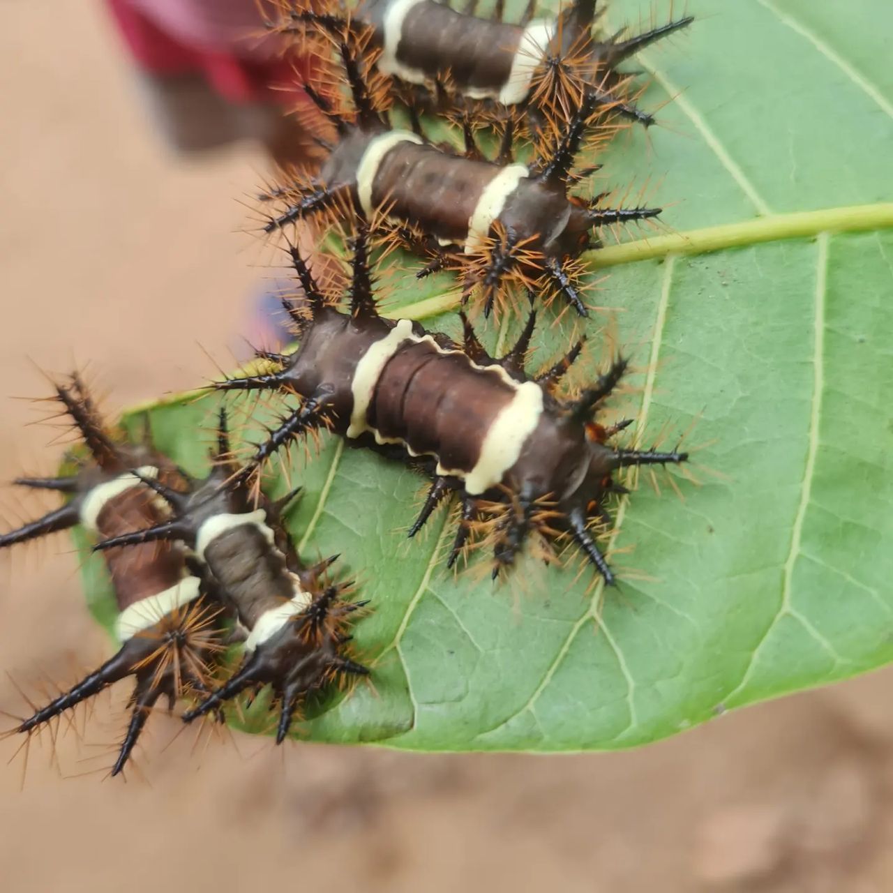 Caterpillars on leaf, at Ampiri.