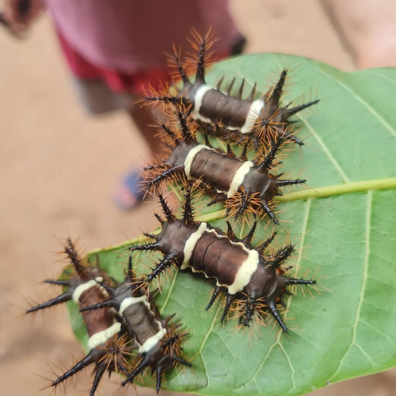 Caterpillars on leaf, at Ampiri.