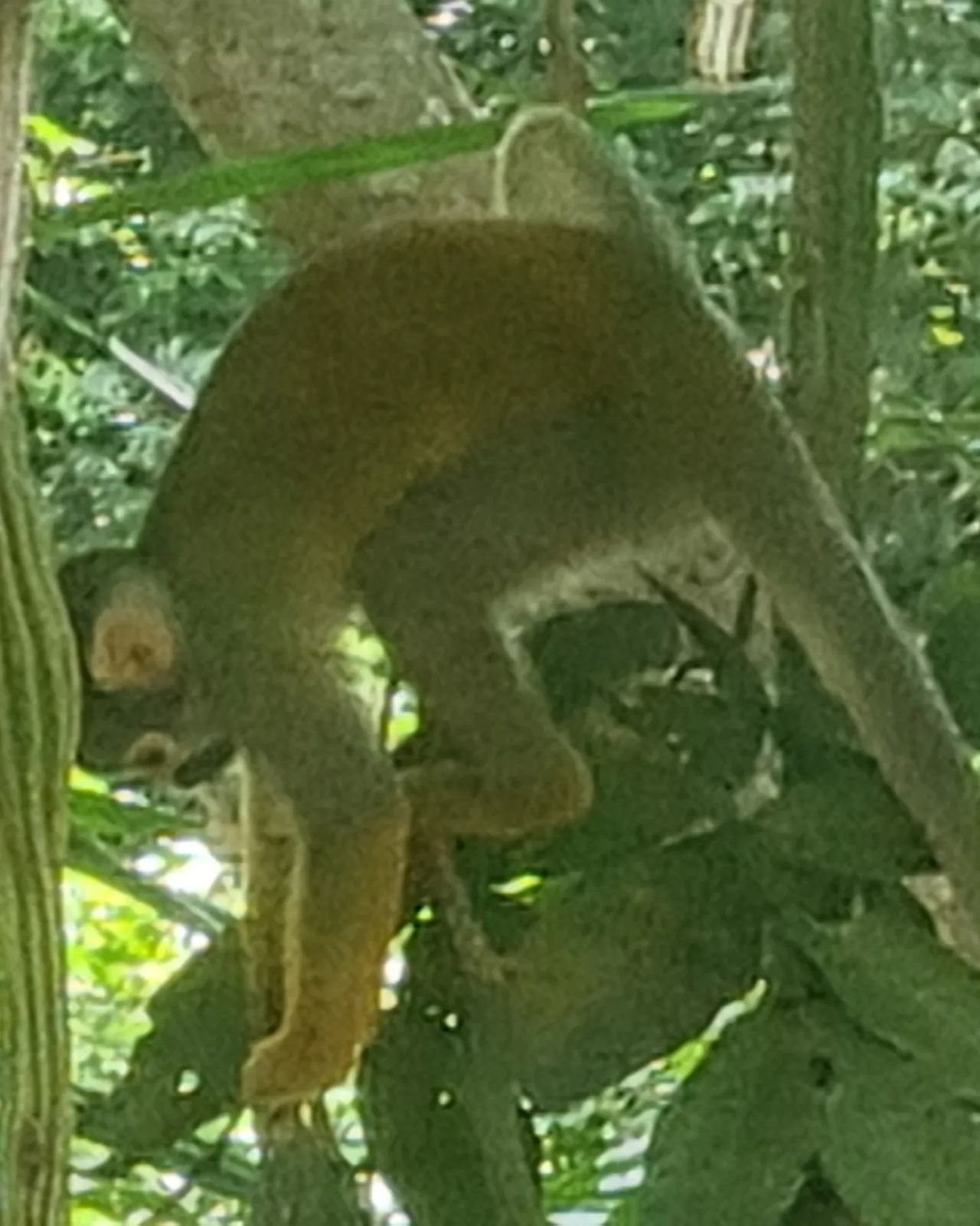 Monkey in tree, at Ampiri.