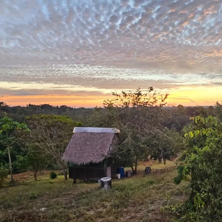 Hut in field, at Ampiri.