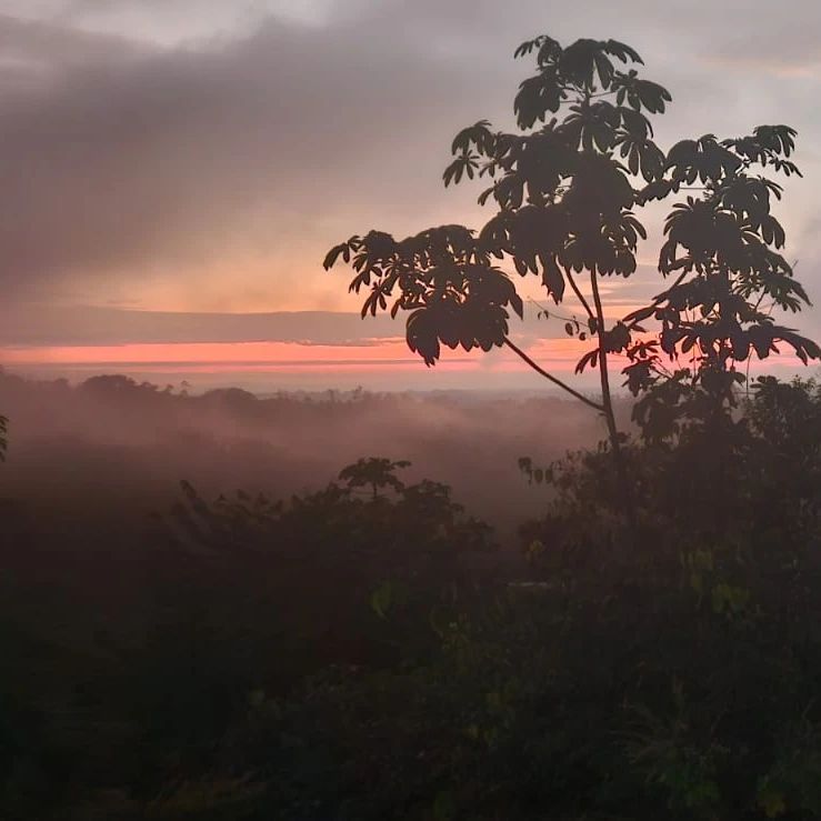 Misty trees at sunset, at Ampiri.