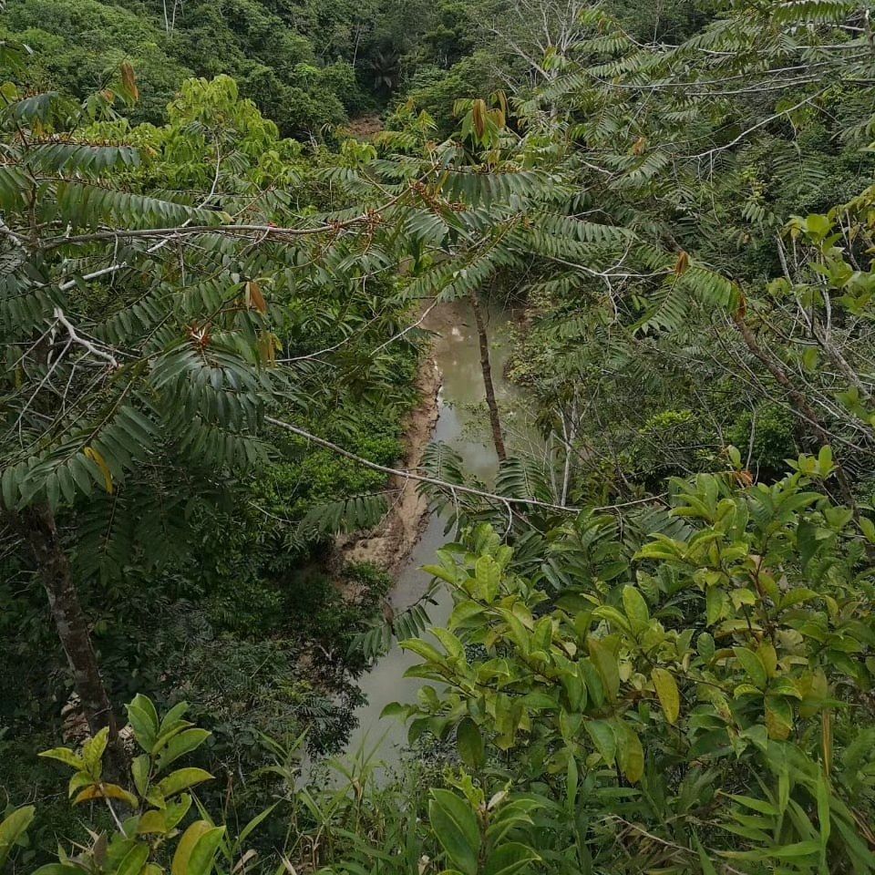 Forest, at Ampiri.