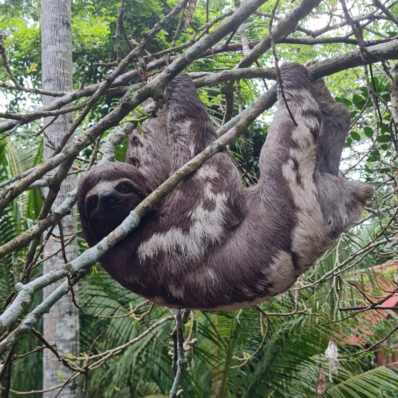 Sloth in tree, at Ampiri.