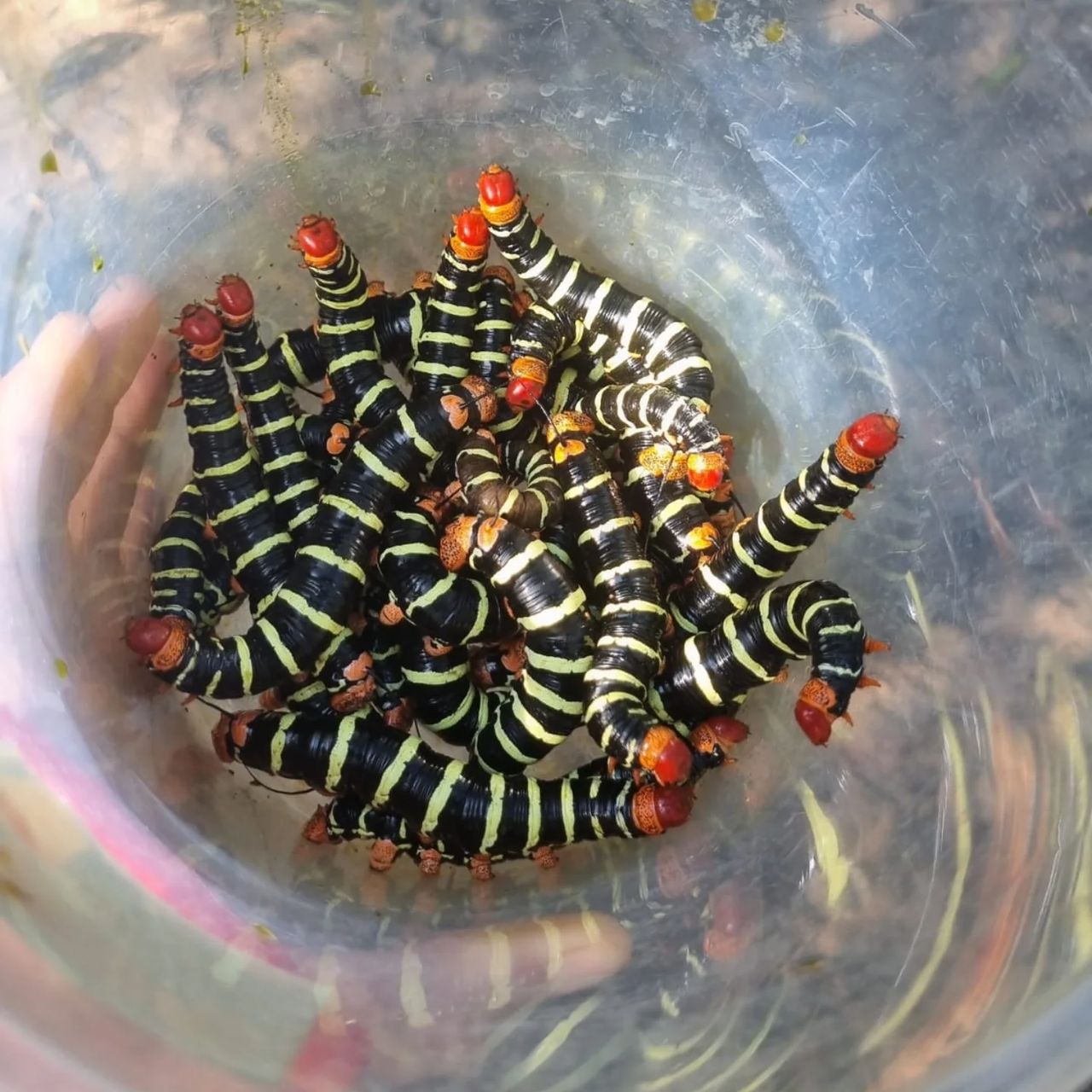 Caterpillars in bowl, at Ampiri.