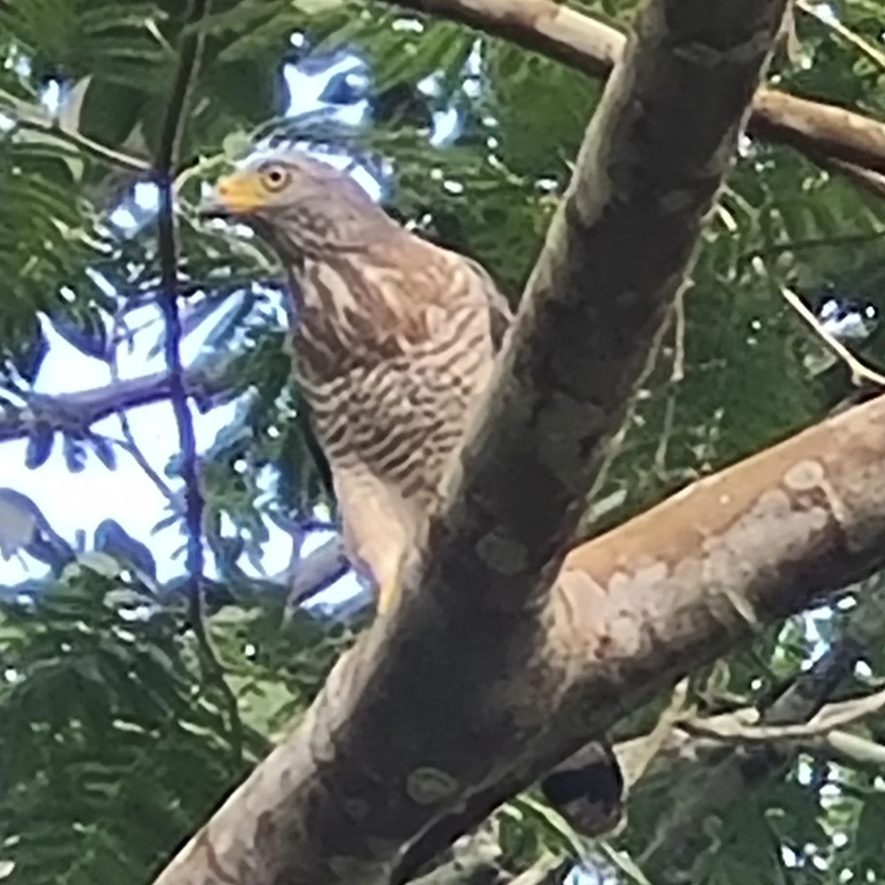 Hawk on branch, at Ampiri.