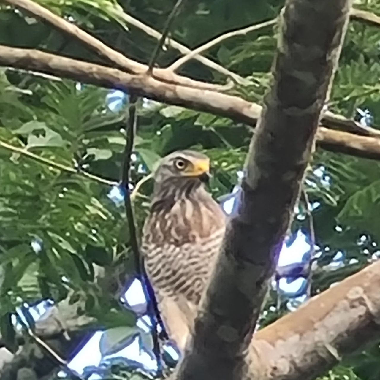 Hawk on branch, at Ampiri.