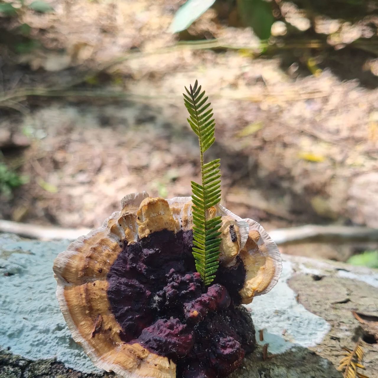 Mushroom and plant, at Ampiri.