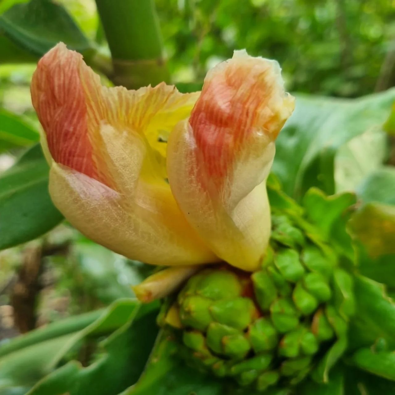 Flower and fruit, at Ampiri.