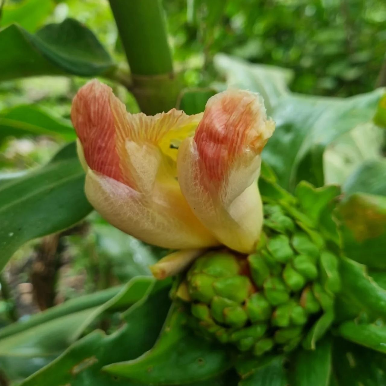 Flower and fruit, at Ampiri.