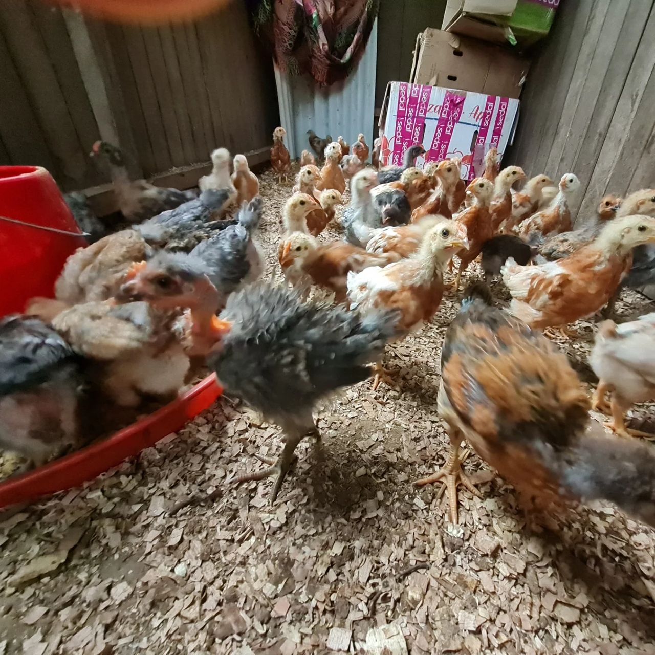 Chickens in shed, at Ampiri.