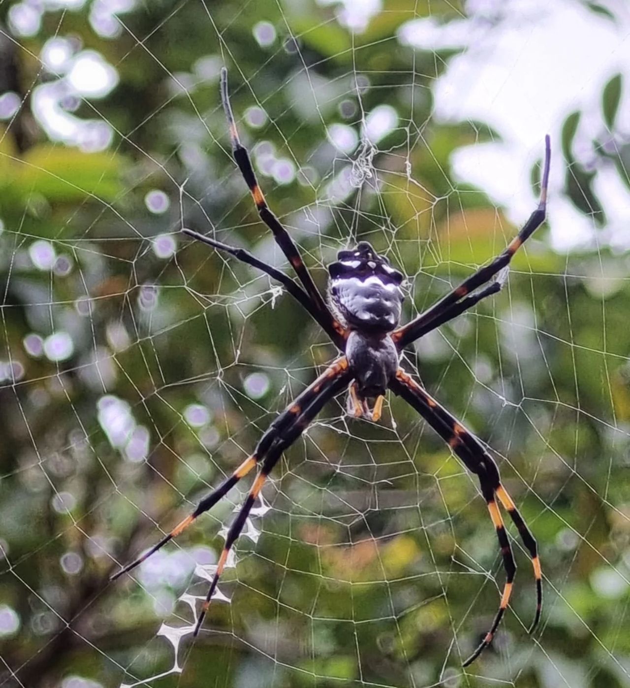 Spider on web, at Ampiri.