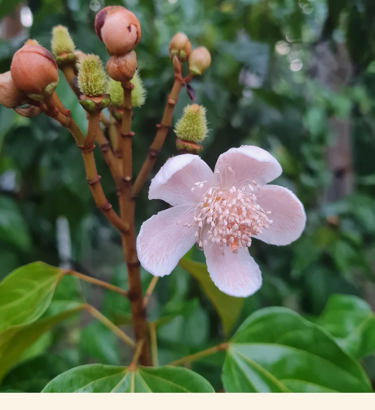 Pink flower, at Ampiri.