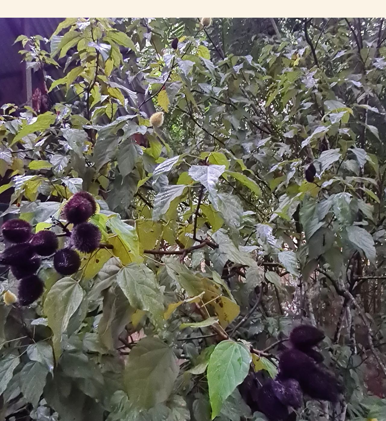 Berries on bush, at Ampiri.