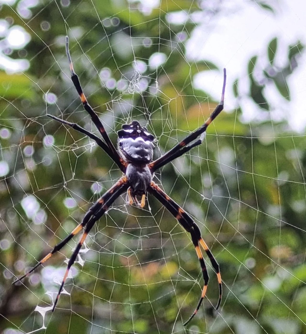 Spider on web, at Ampiri.