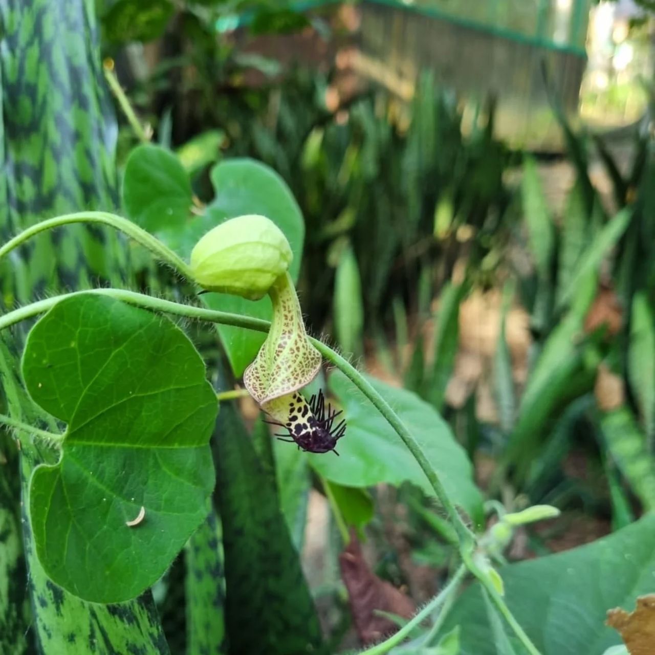 Plant seed pod in hand, at Ampiri.