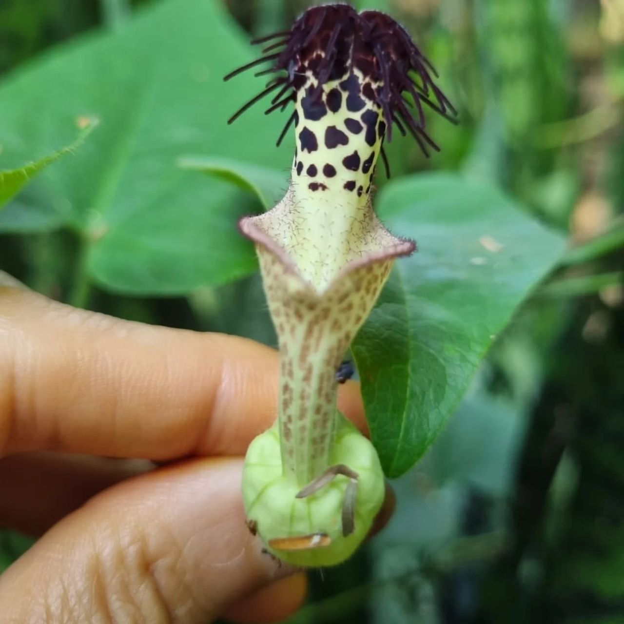 Plant seed pod in hand, at Ampiri.