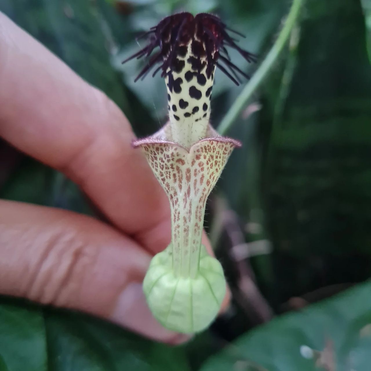 Plant seed pod in hand, at Ampiri.