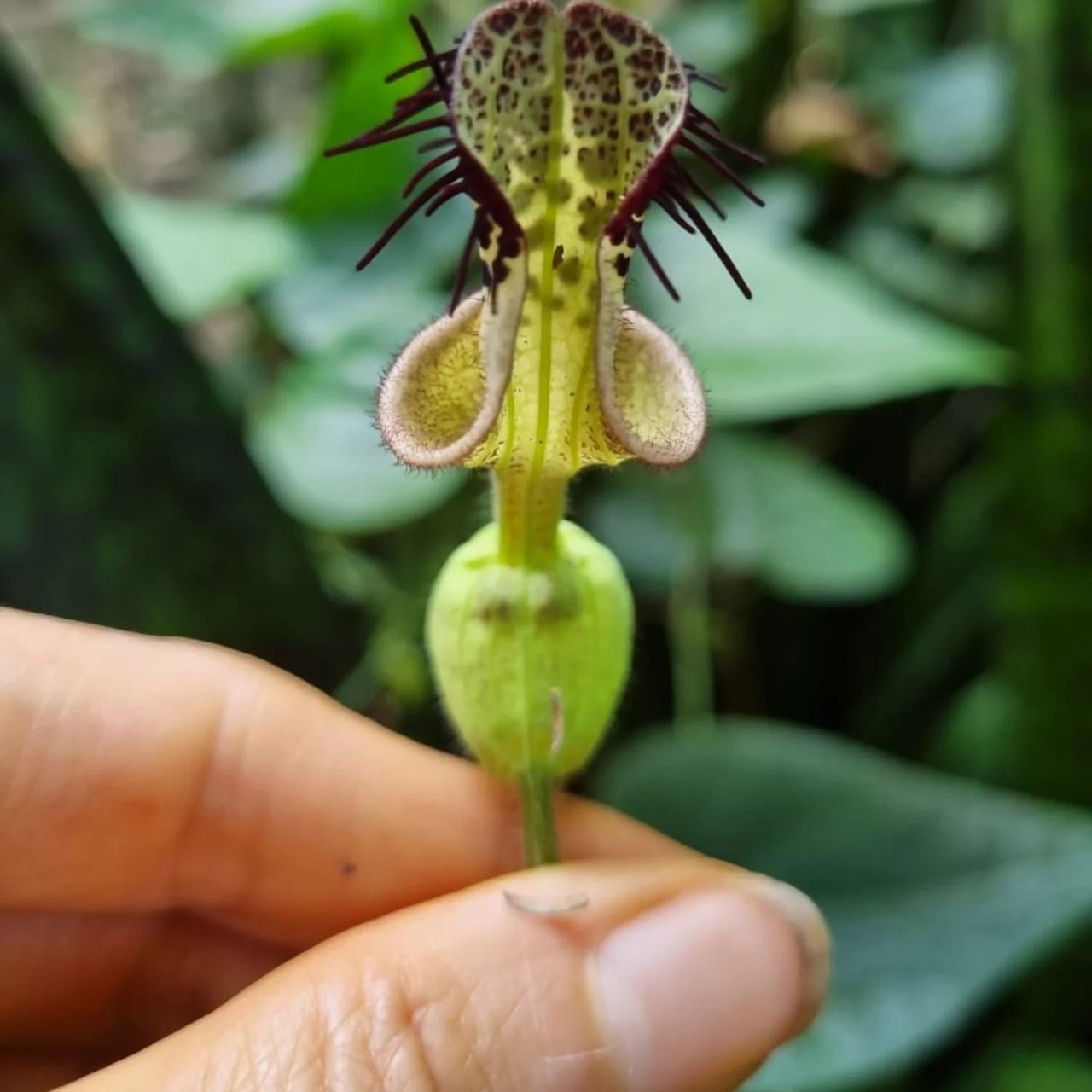 Plant flower in hand, at Ampiri.