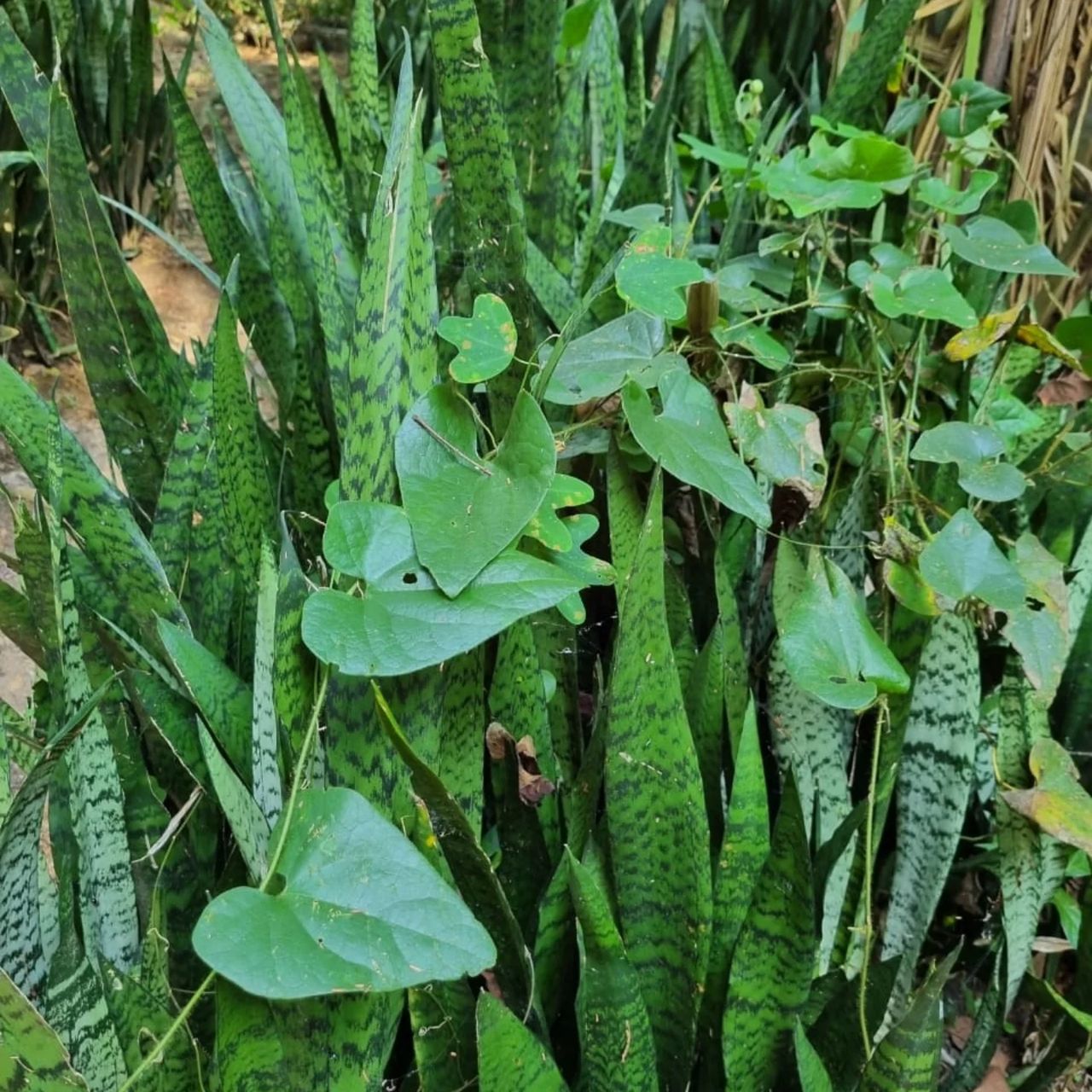 Plants, at Ampiri.