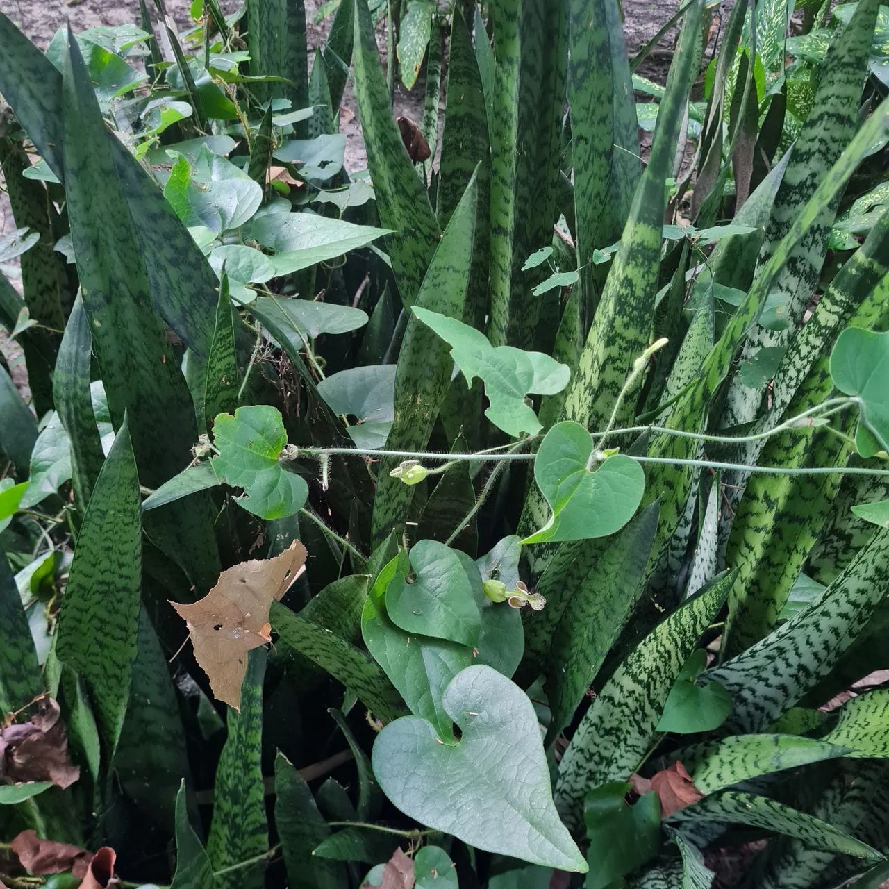 Plants, at Ampiri.