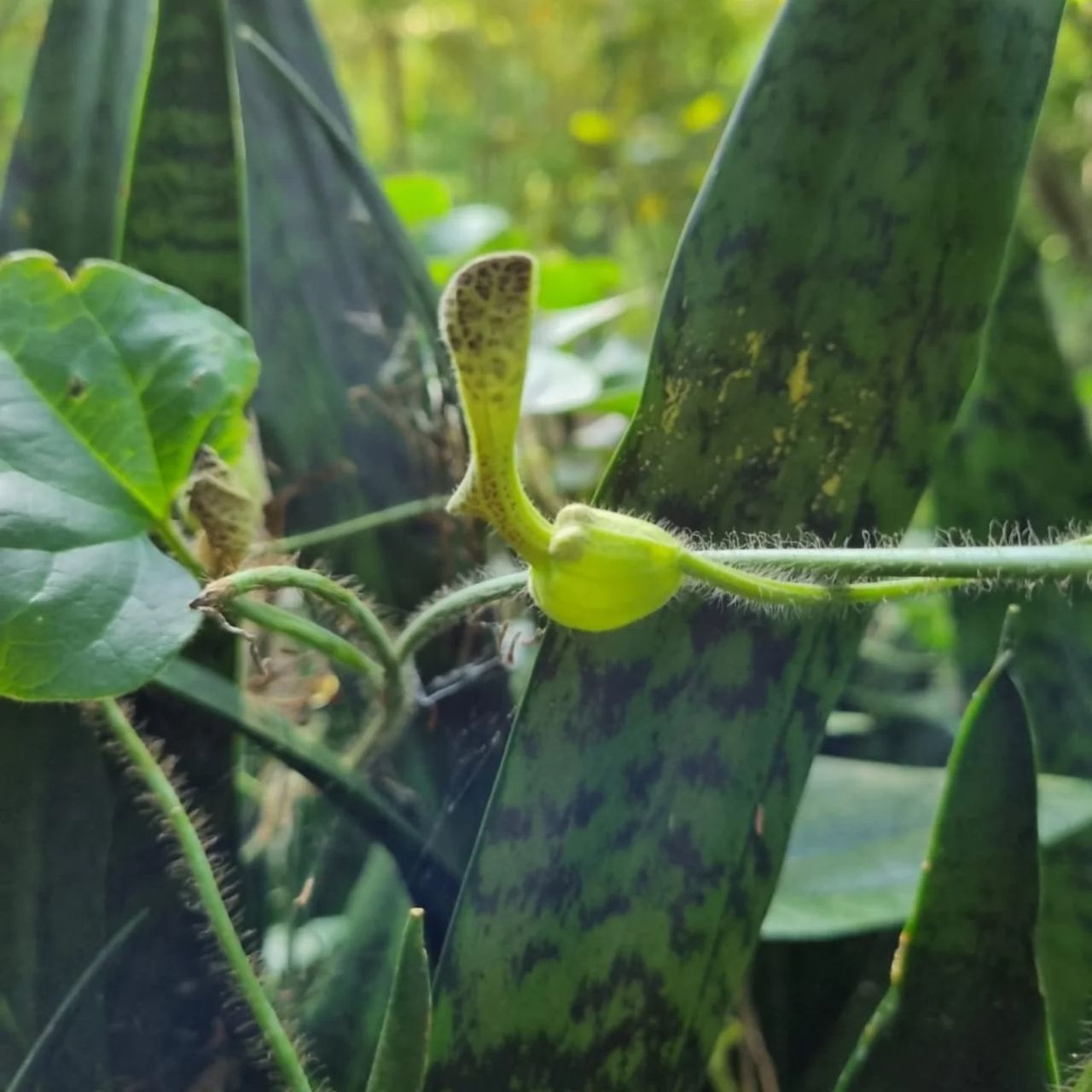 Plant bud, at Ampiri.