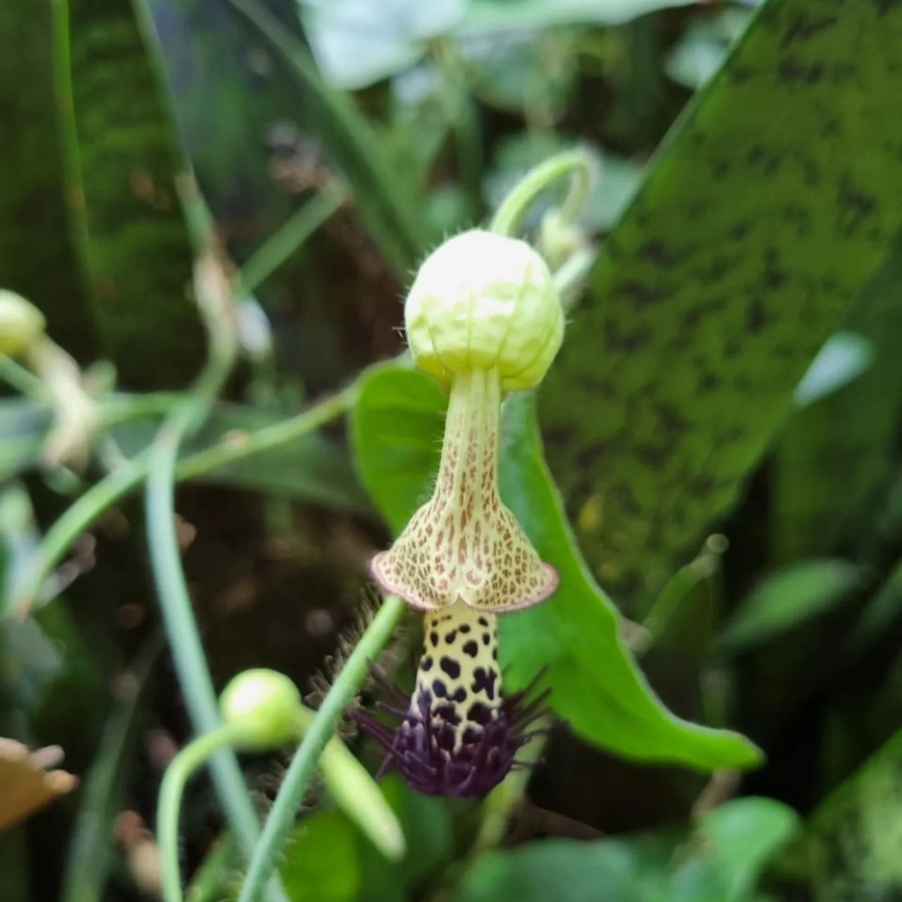 Plant bud in hand, at Ampiri.