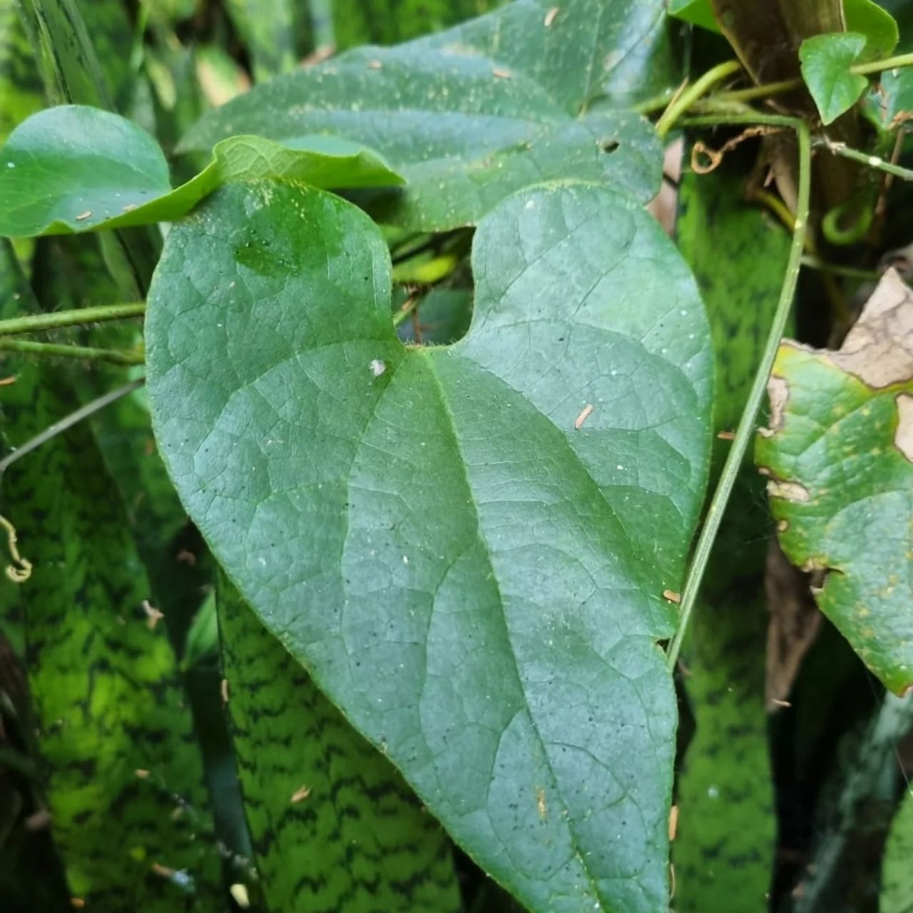 Leaf, at Ampiri.
