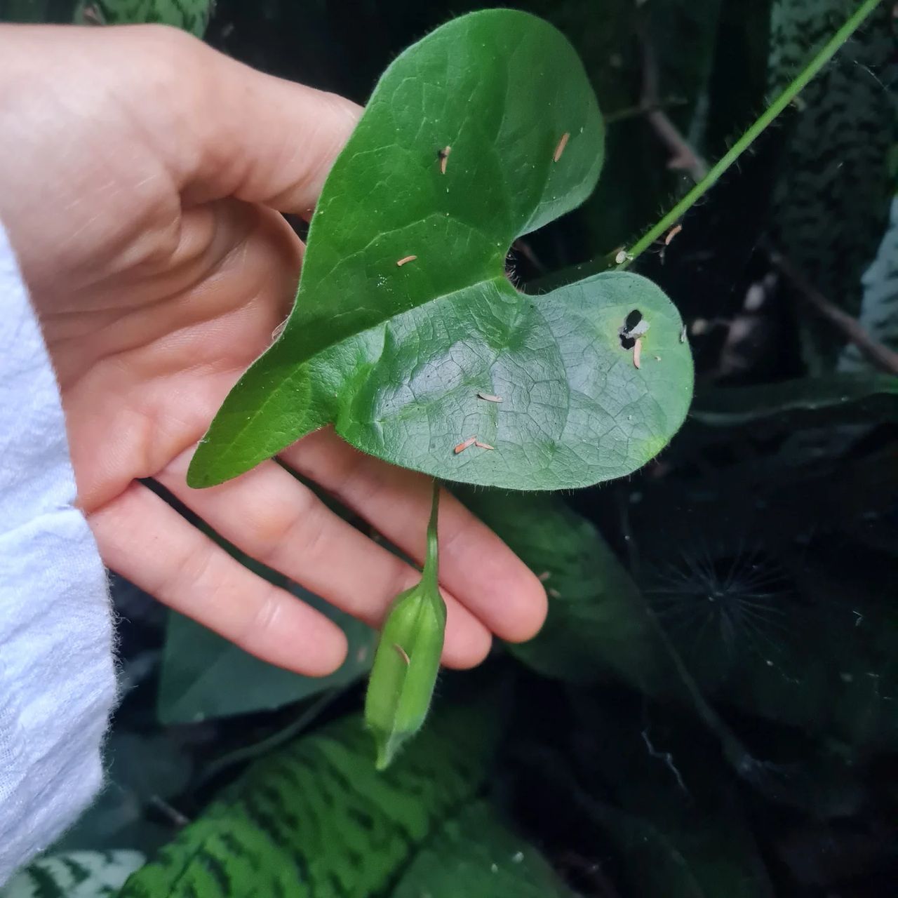 Leaf in hand, at Ampiri.