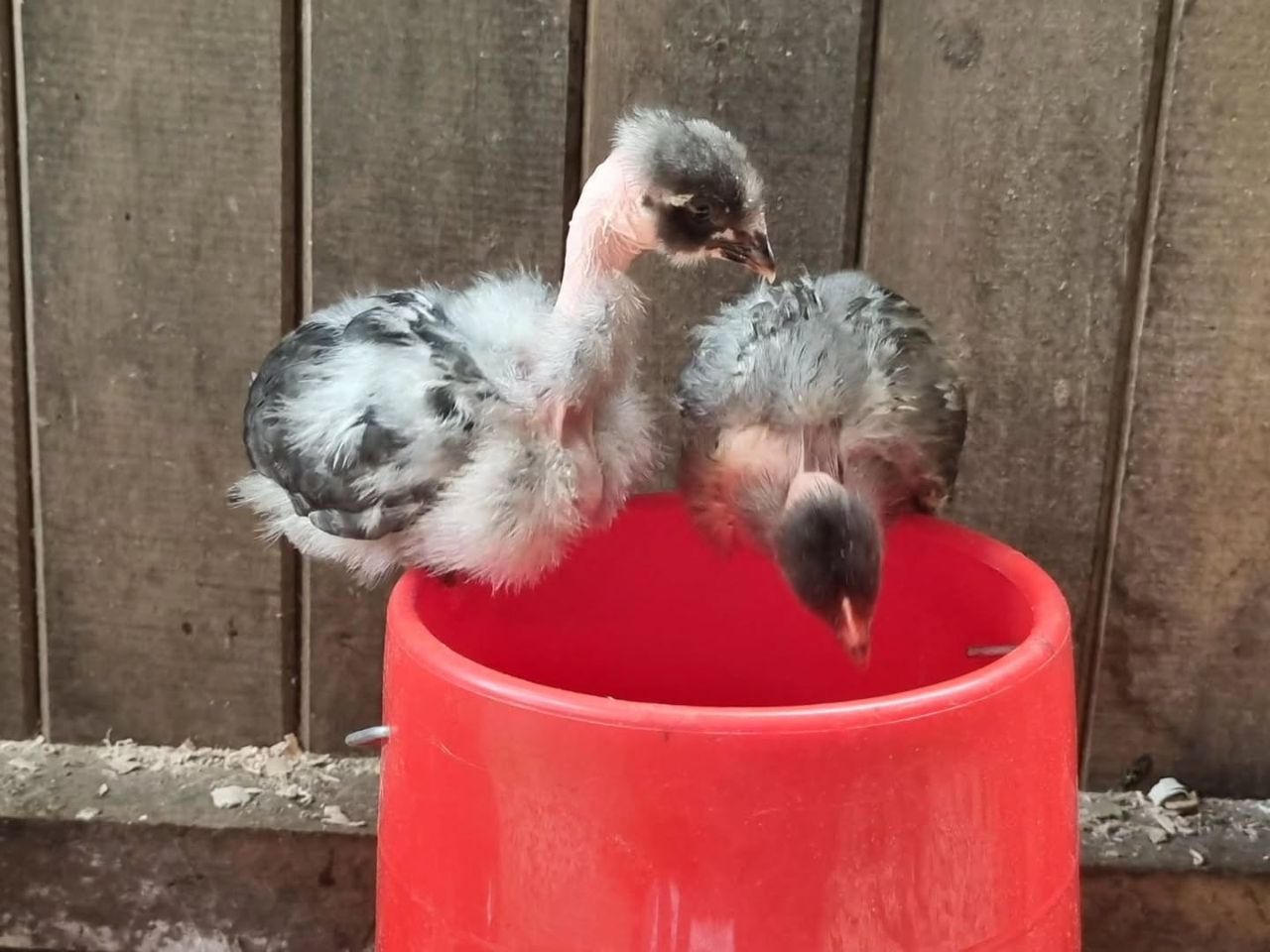 Chick in red bucket, at Ampiri.