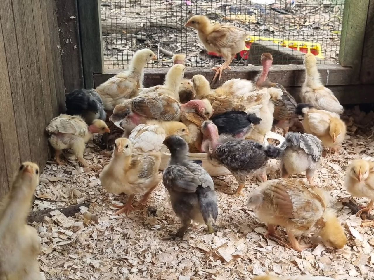 Chicks in shed, at Ampiri.