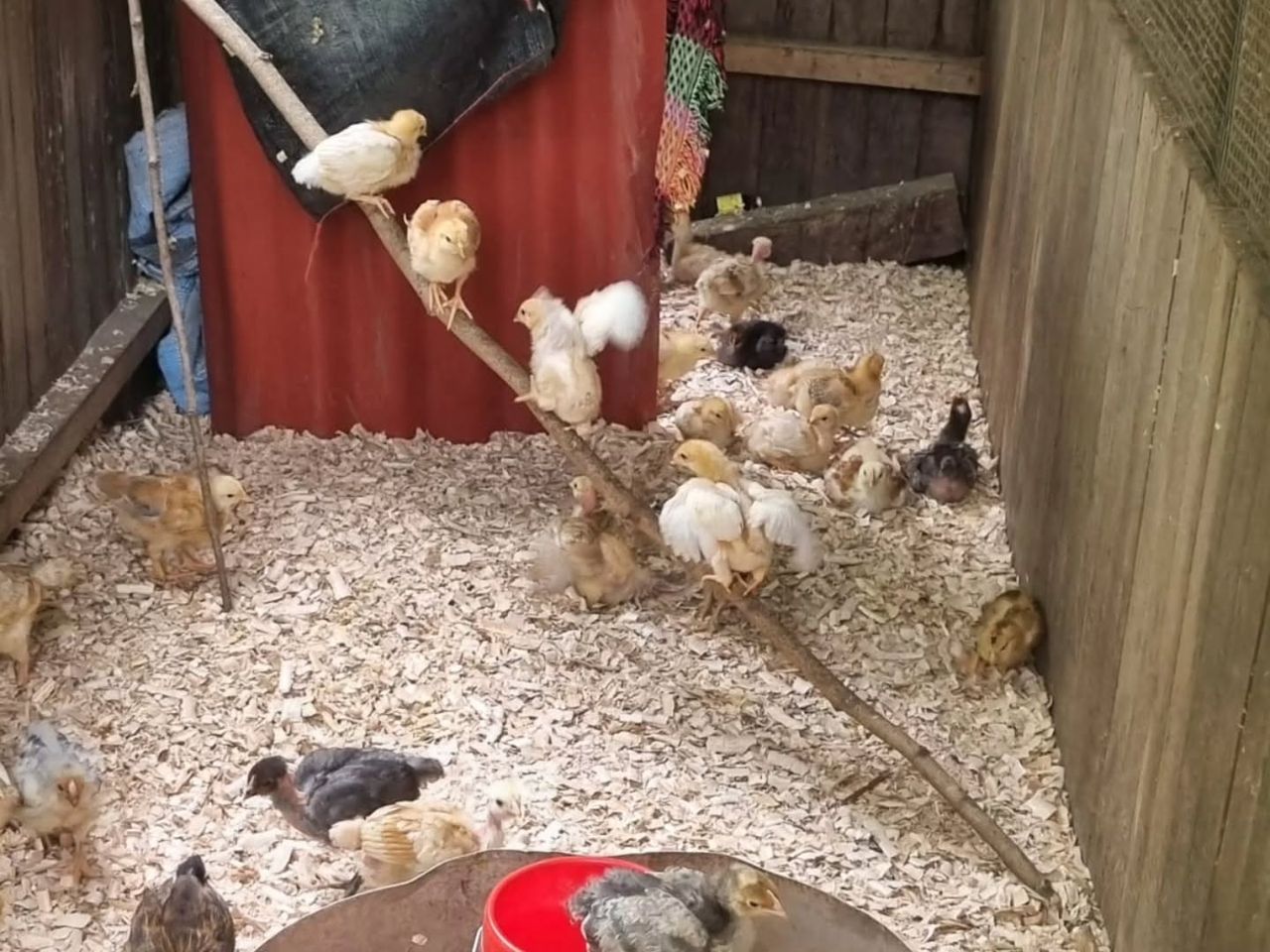Chicks in box, at Ampiri.