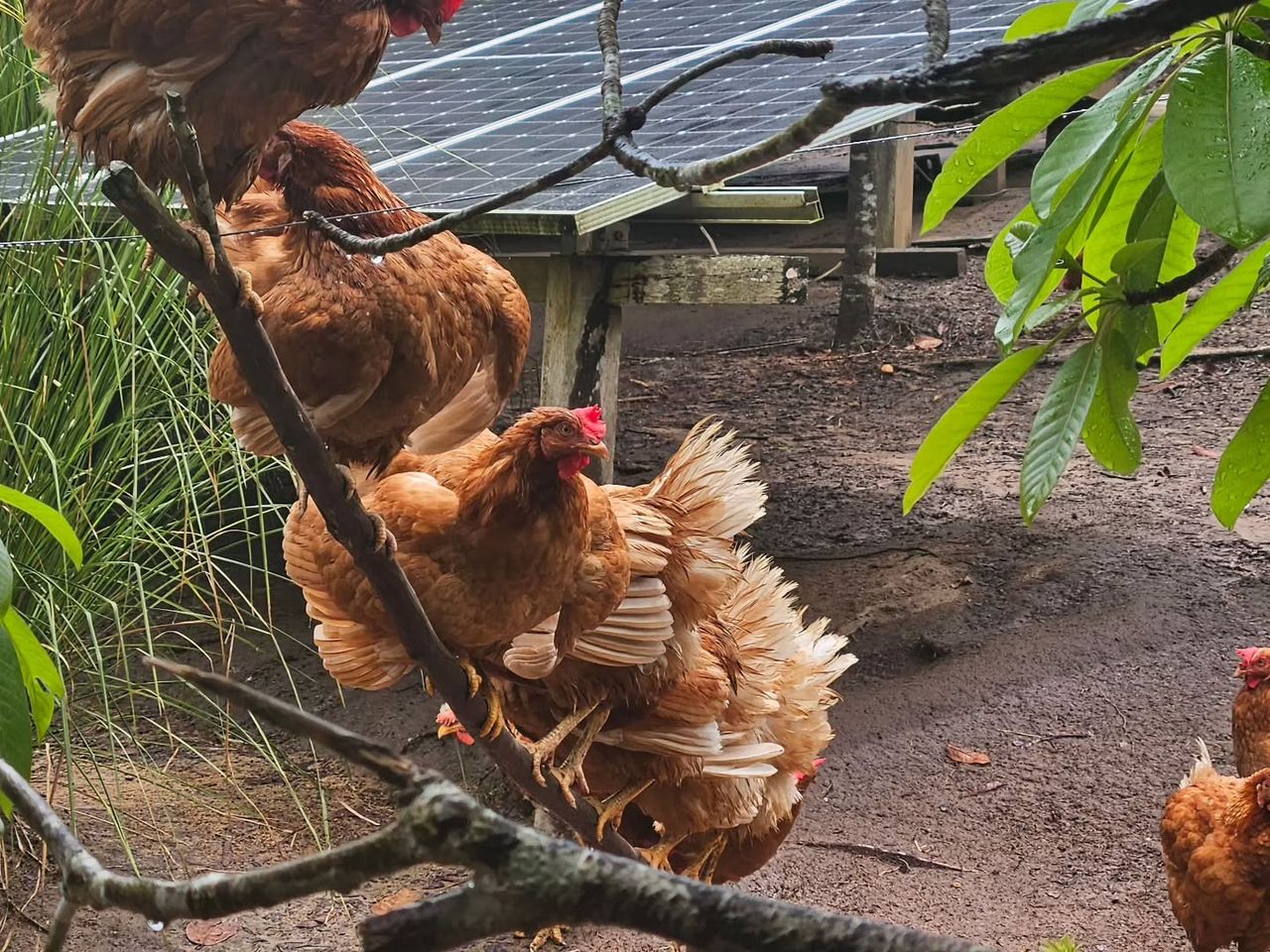 Chickens on branch, at Ampiri.
