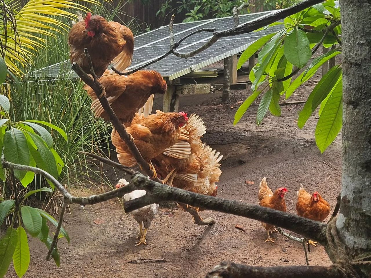 Chickens on branch, at Ampiri.
