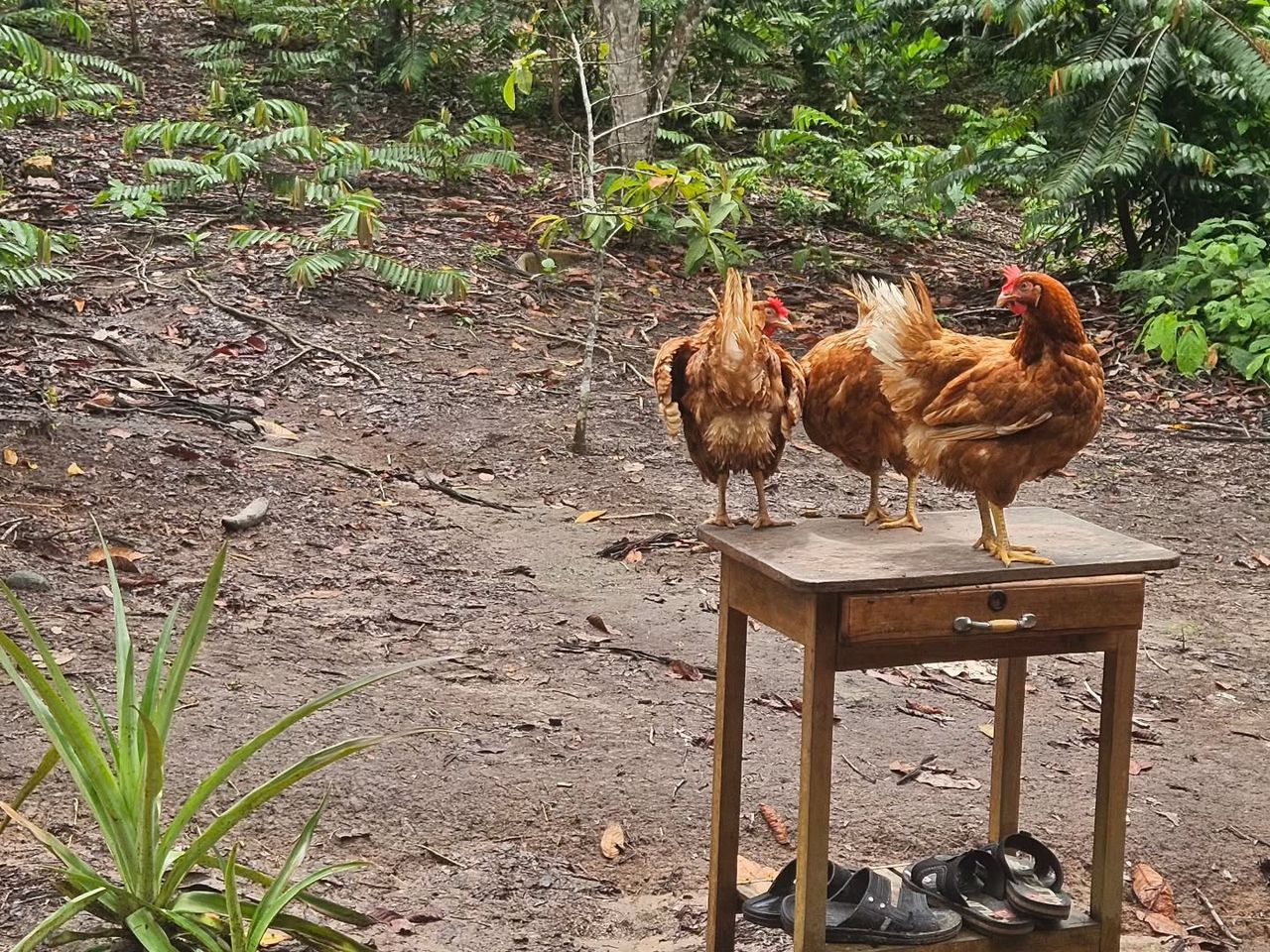 Chickens on table, at Ampiri.