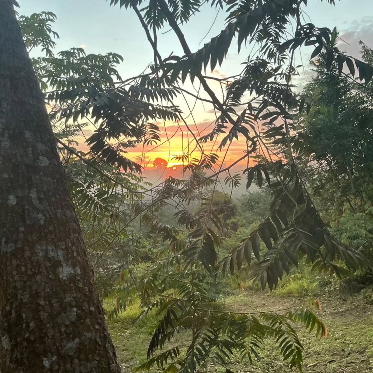 Sunset through forest, at Ampiri.