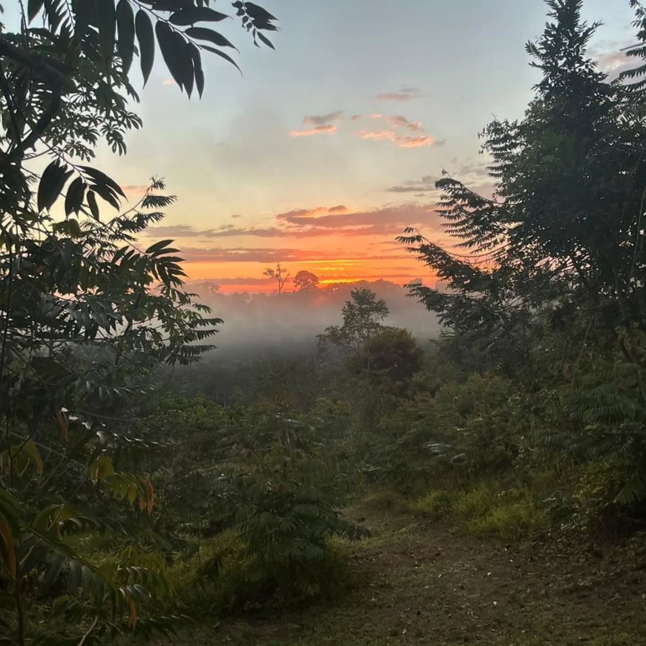 Sunrise over forest, at Ampiri.