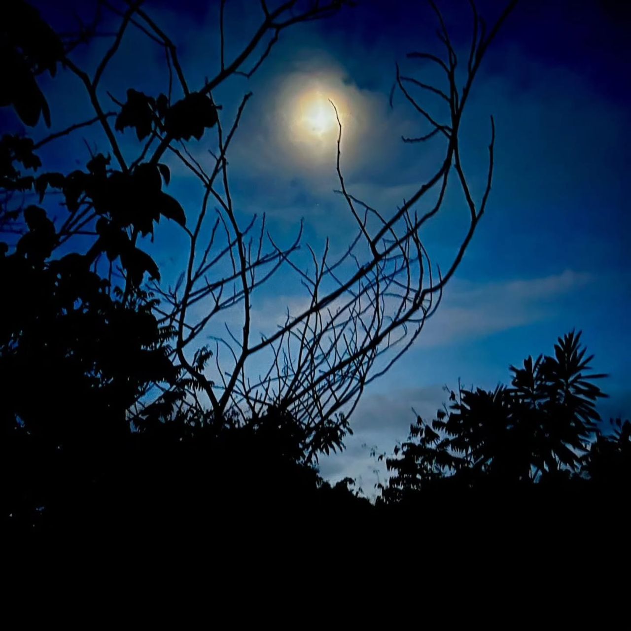 Moon over trees at night, at Ampiri.