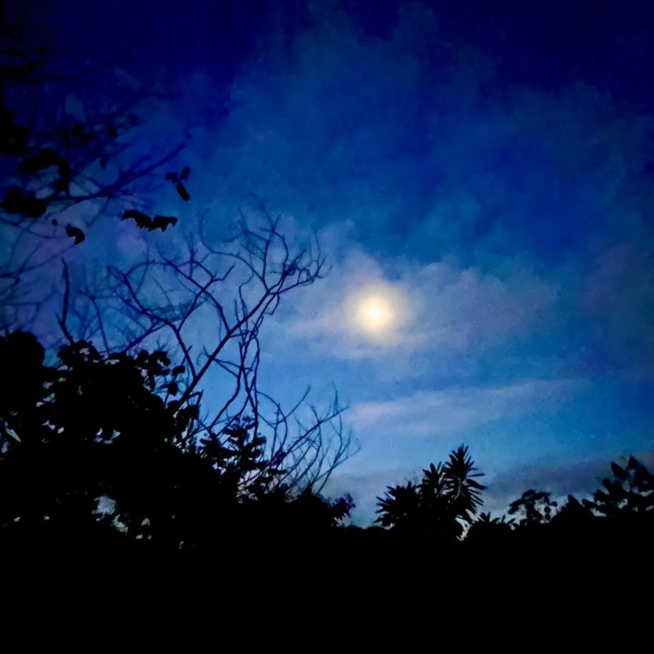 Moon over trees at night, at Ampiri.