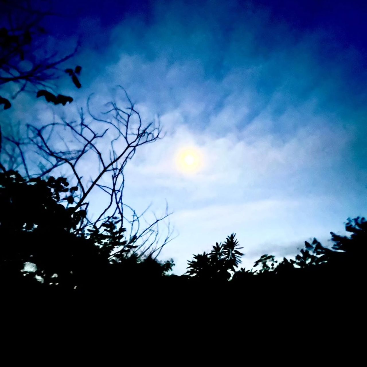Moon over trees at night, at Ampiri.