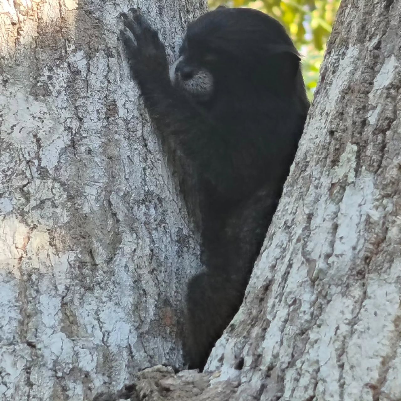 Black monkey in tree, at Ampiri.