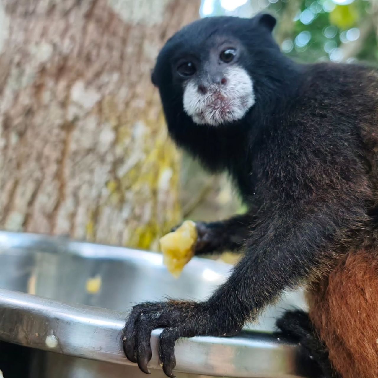Monkey on bowl, at Ampiri.