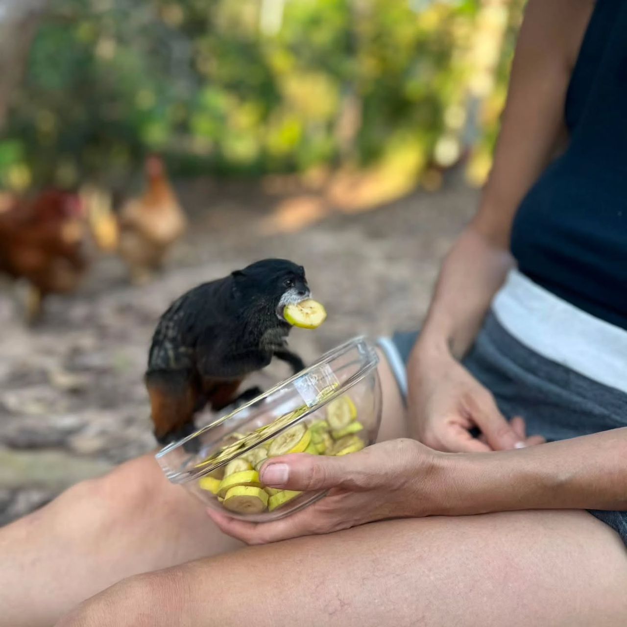 Monkey being fed, hand visible, at Ampiri.