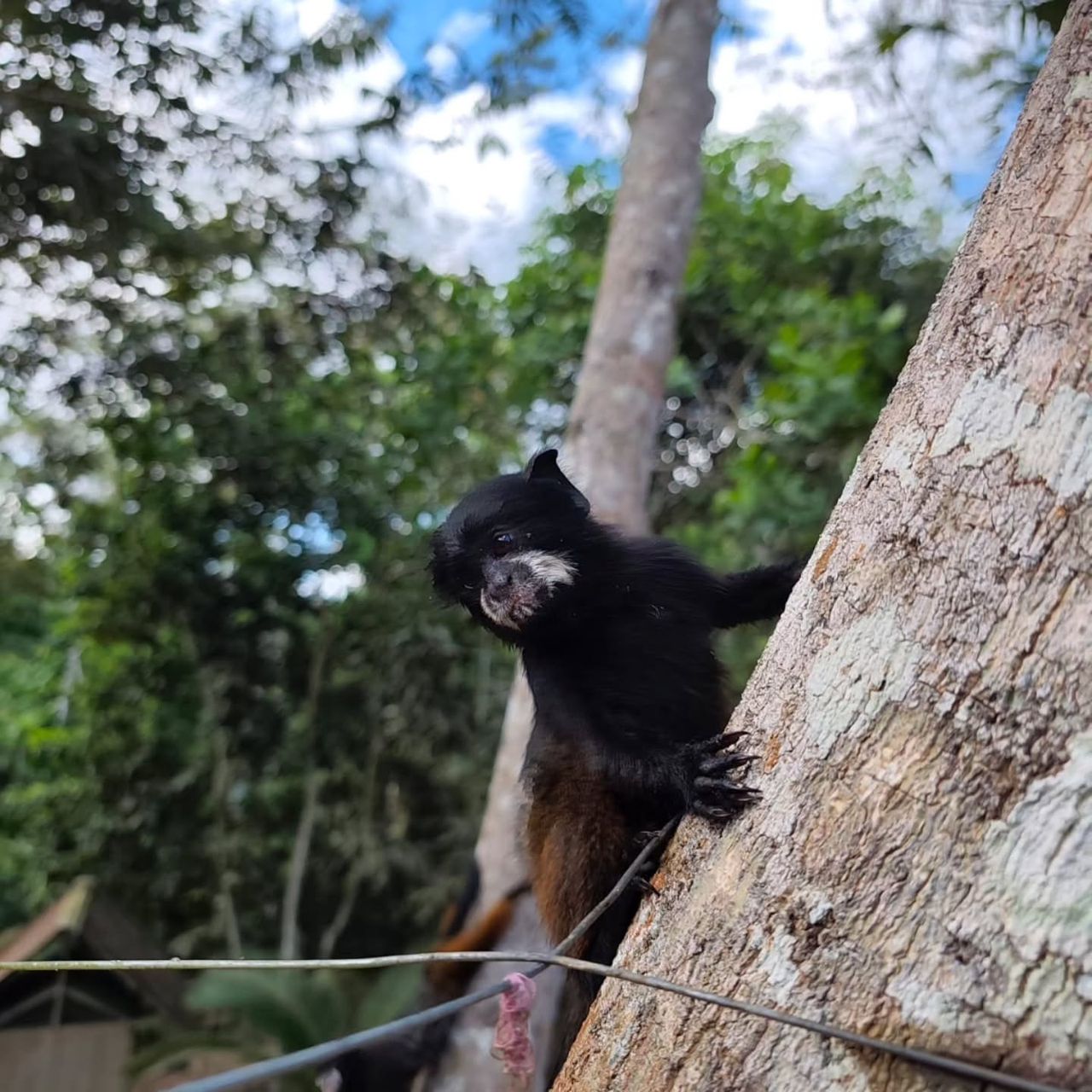 Monkey in tree, at Ampiri.