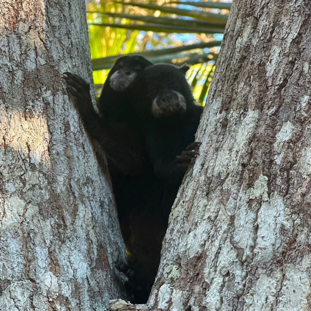 Black monkey between trunks, at Ampiri.