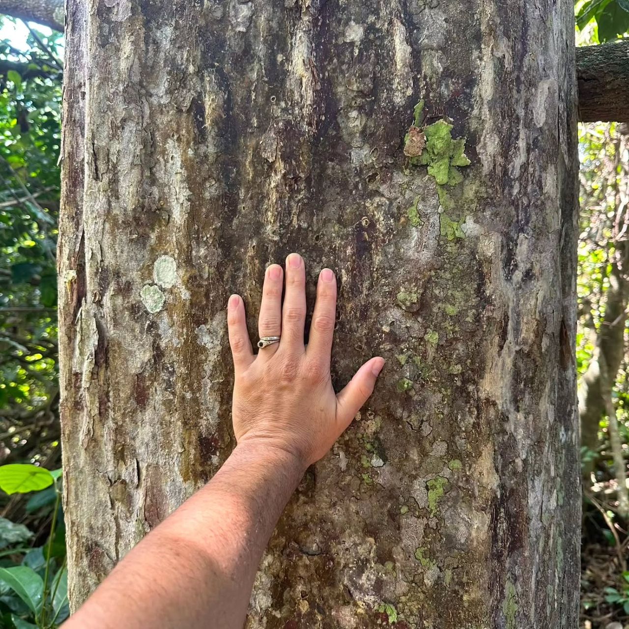 Hand on tree trunk, at Ampiri.