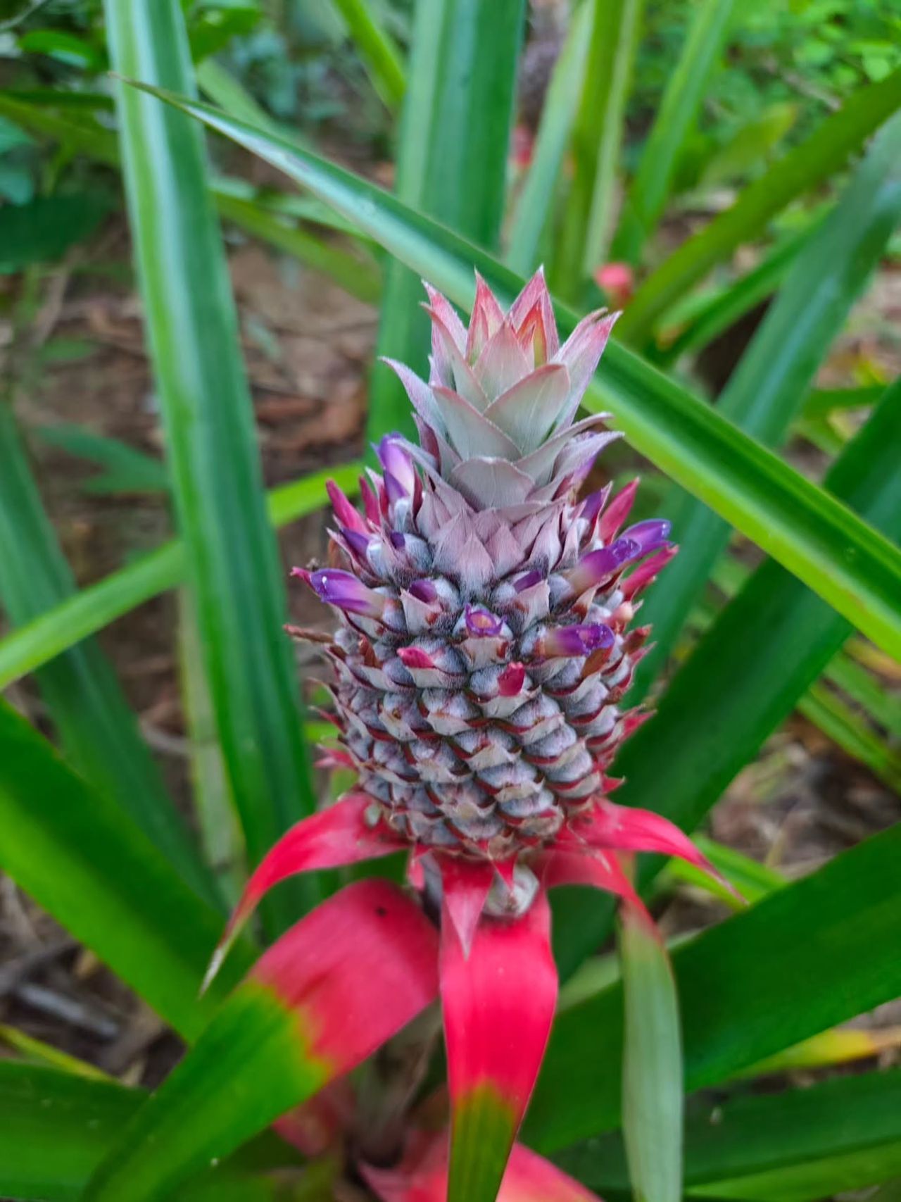 Pineapple plant, at Ampiri.